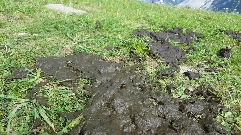 feces on the grass and fly resting on it
feces on the grass and fly resting on it