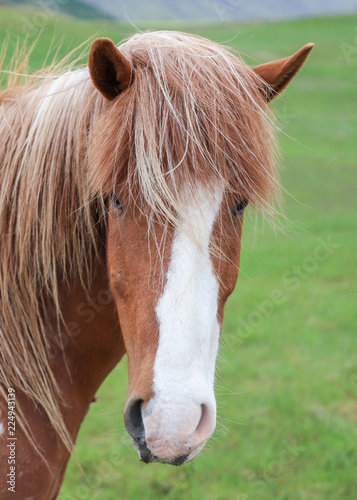 Portrait photo of hairy brown horse with white vertical stripe on the head. © Miroslav