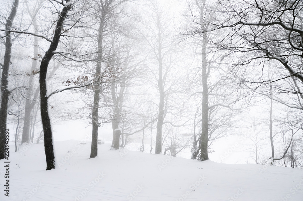 Blizzard through a snowy forest