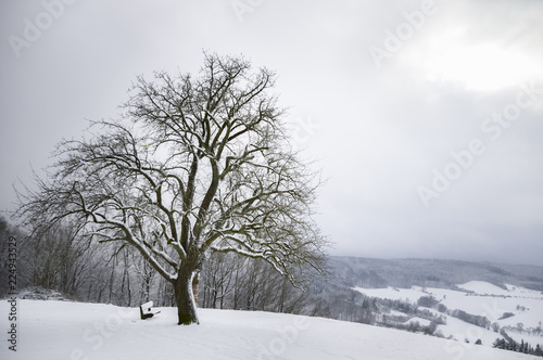 Big snowy tree on a hilltop