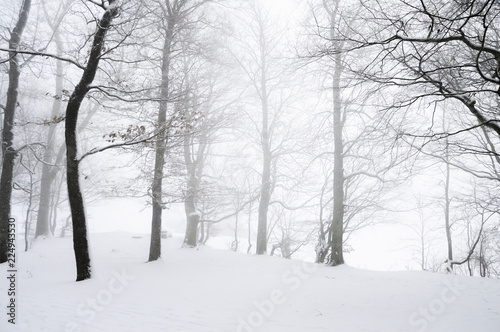 Blizzard through a snowy forest