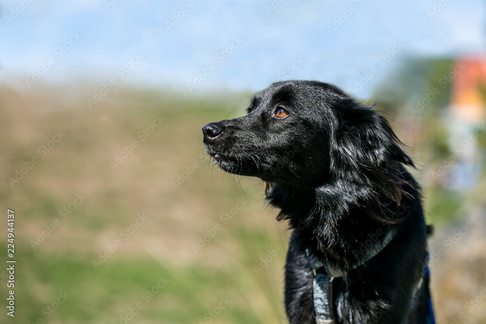 Close up portrait of cute black fluffy mixed breed dog looking sideways, brown eyes, dog collar on, blurry city background, blue sky, brown and green ground, copy space