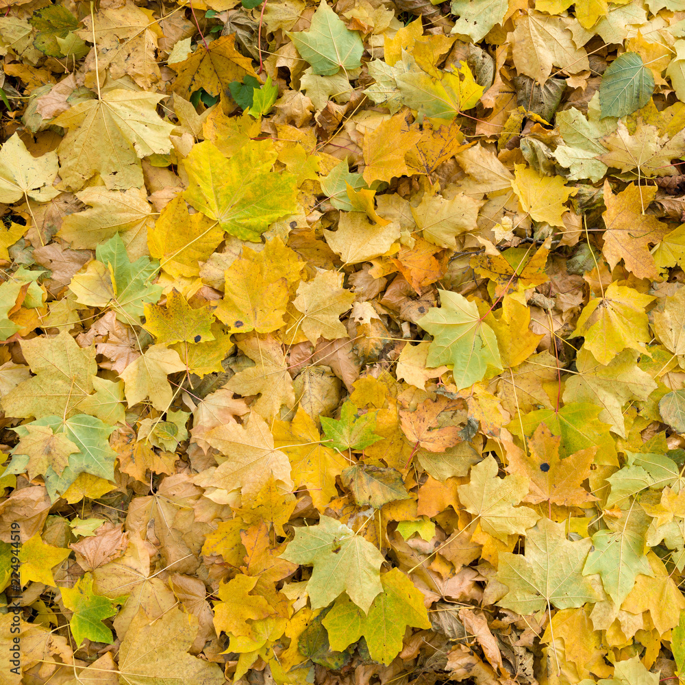 Closeup of colorful yellow, orange dried maple leaves on the ground. Autumn in the park.