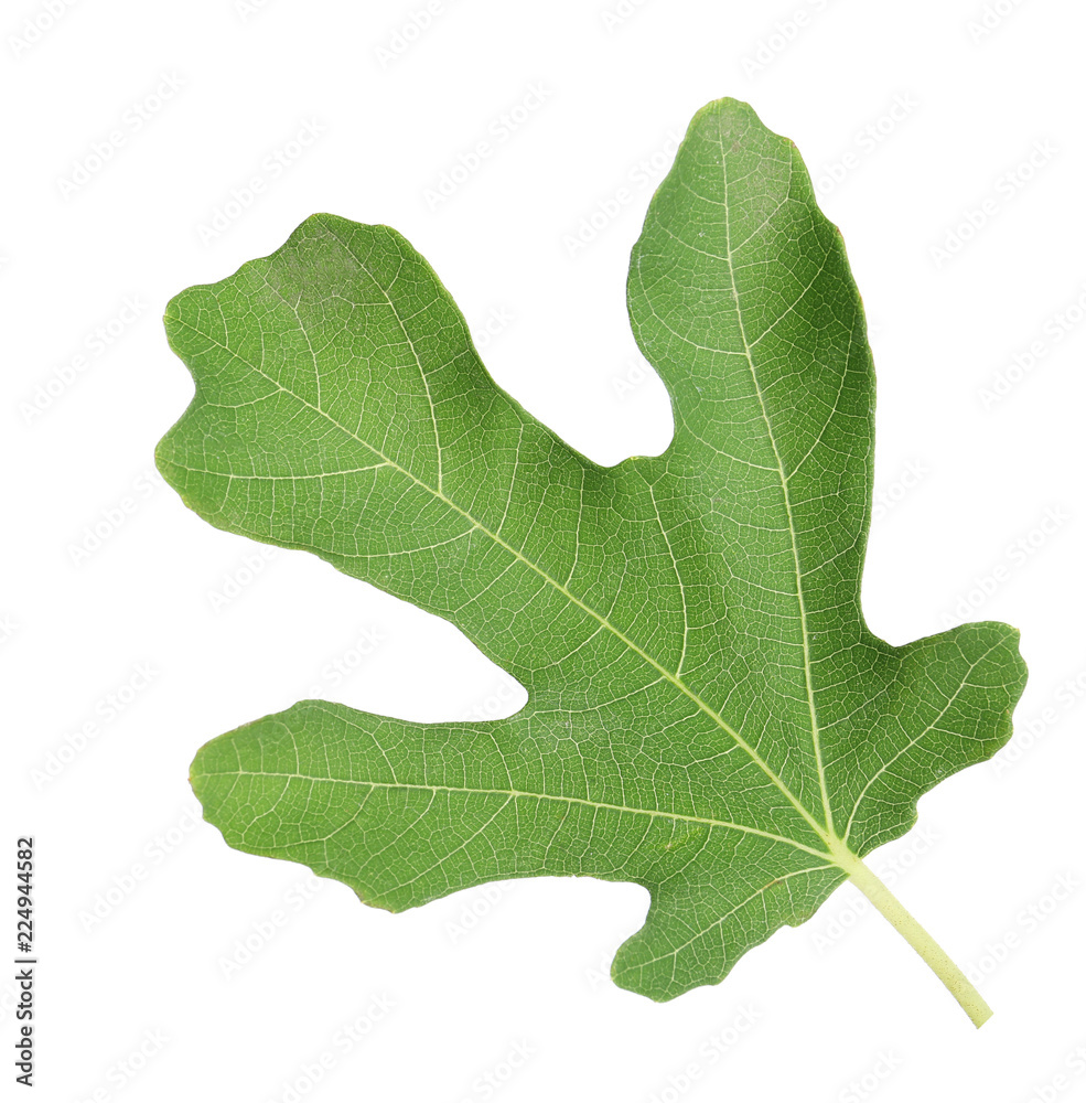 Naklejka premium Lush leaf of fig tree on white background