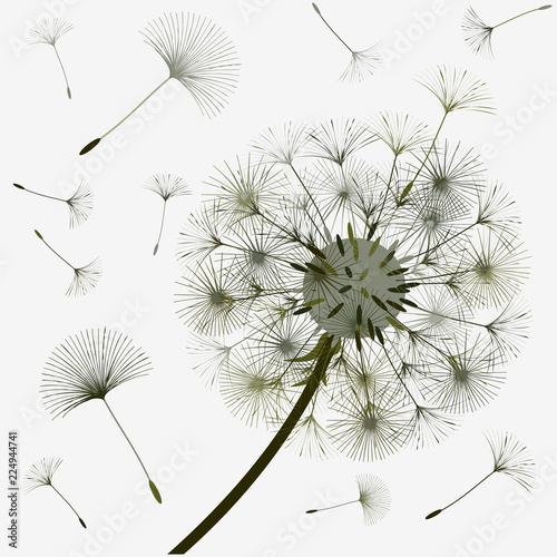 Abstract background of a dandelion for design. 
