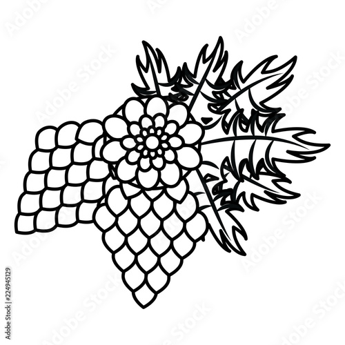 Hop beer plant