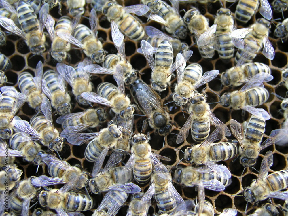 Mistress bee colonies. Queen bee is larger than worker bee. Queen bee ...