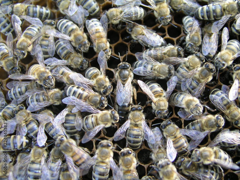 Mistress bee colonies. Queen bee is larger than worker bee. Queen bee