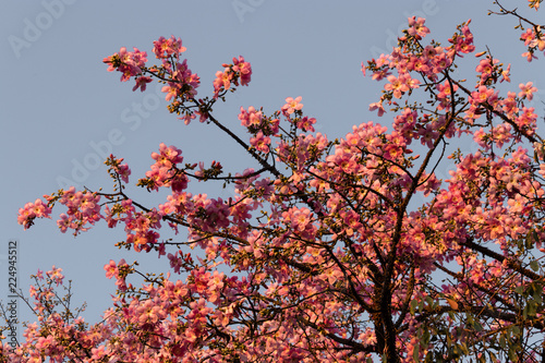 Purple Ceiba flower in sky background.