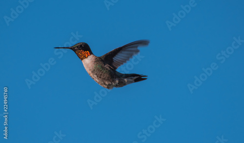 Hummingbird in flight