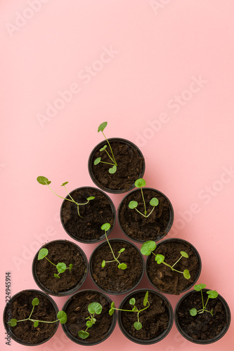 Top view on black plastic pots with small sprouts on pink background. Growing concept