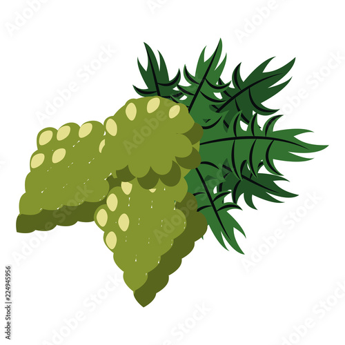 Hop beer plant