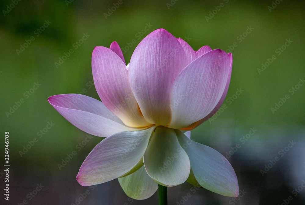 The Lotus Flower On The Pond