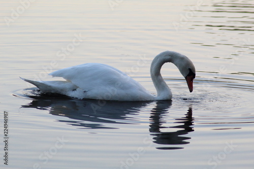 Cygne et reflet