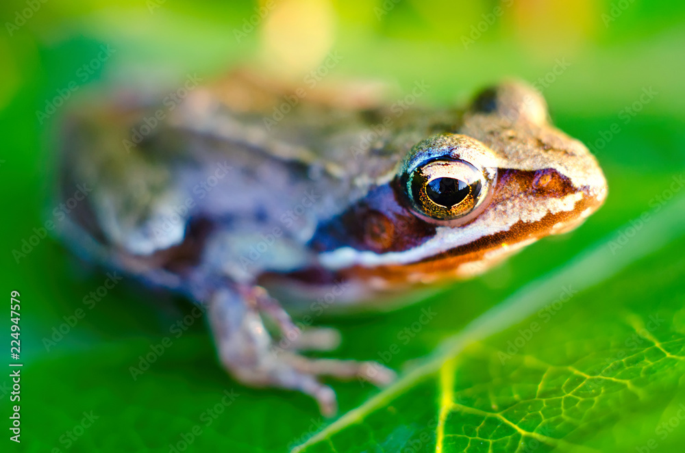 Obraz premium frog on a leaf