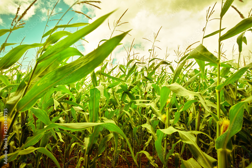 Obraz premium corn field