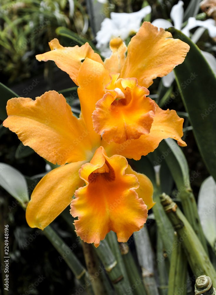 Fototapeta premium Amazing beauty orchid