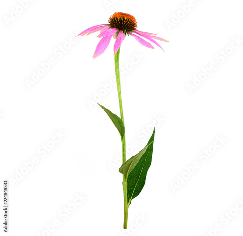 Isolated Echinacea Plant.