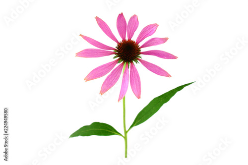 Isolated Echinacea Plant.