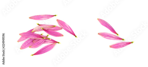 Isolated Echinacea Petals.