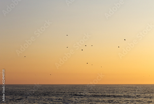 Seagulls Flying near the Ocean at Sunset © Renato Martinho