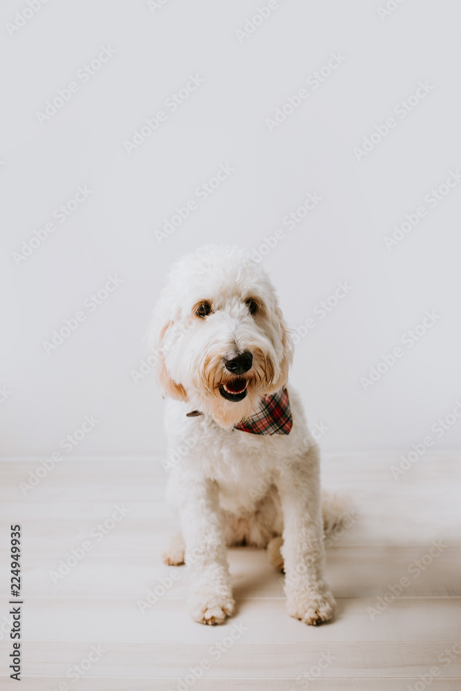 Golden Doodle Isolated