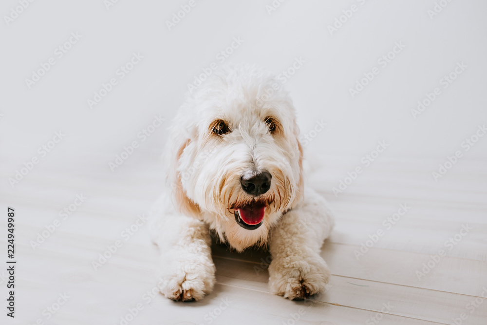 Golden Doodle Isolated