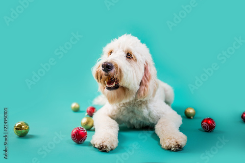 Christmas Dog on Isolated Colored Background