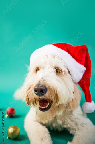 Christmas Dog on Isolated Colored Background