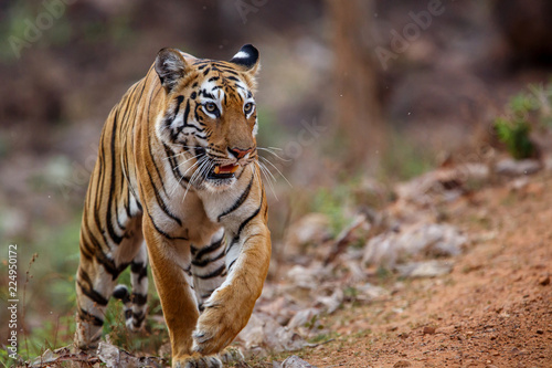 Female tiger on the move in Tadoba National Park in India photo