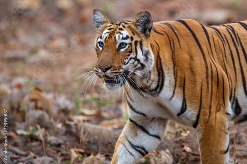 Female tiger on the move in Tadoba National Park in India