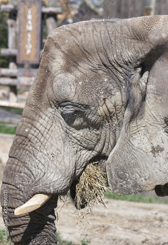 African Elephant