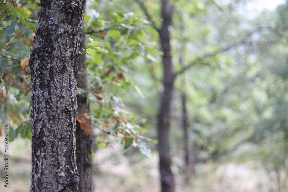 a walk in the forest