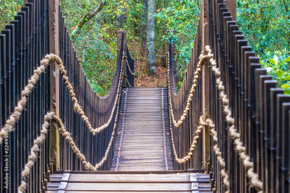 Obraz premium Bridge in the forest
