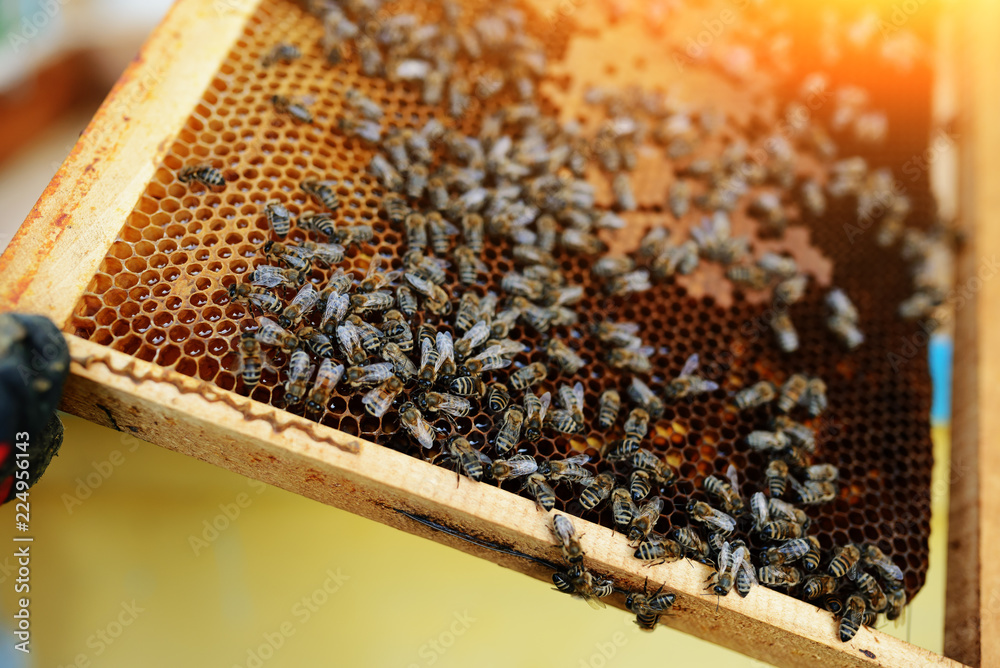 Beekeeper holding frame of honeycomb with bees Beekeeper holding frame of honeycomb with bees