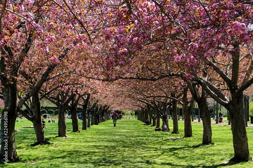 Colonnade of cherry blossom trees in full bloom at the Brooklyn Botanic Garden, New York City.