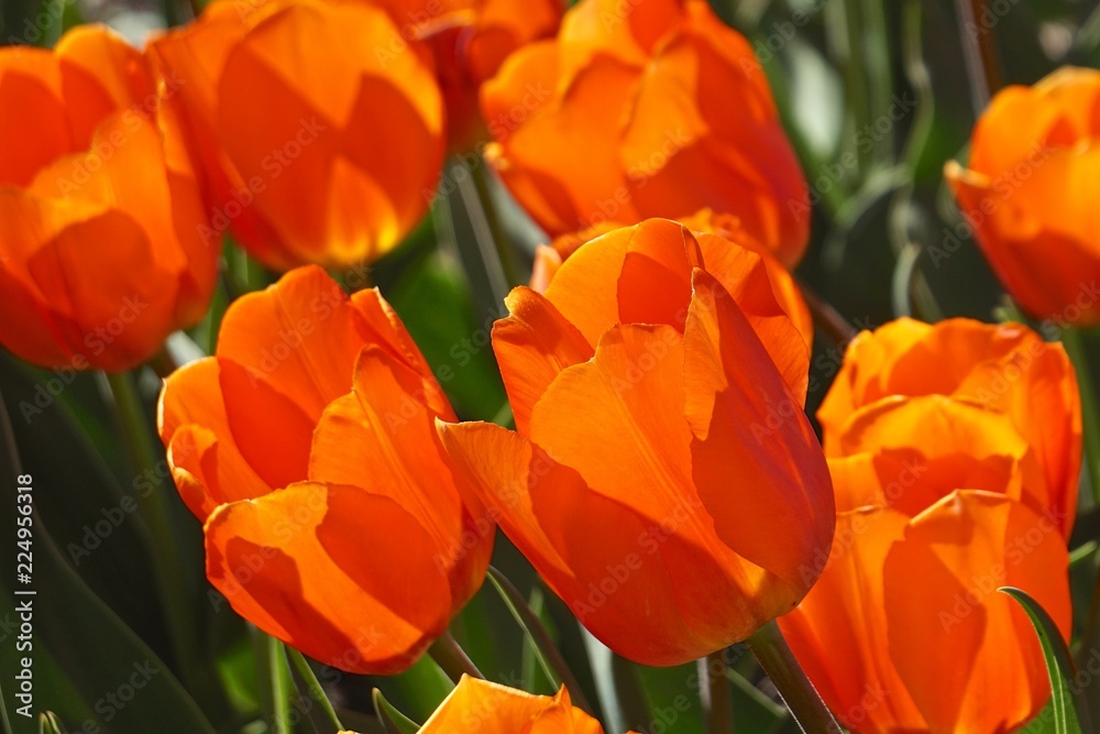 Close-up of red tulips (Tulipa) in bright sunshine.