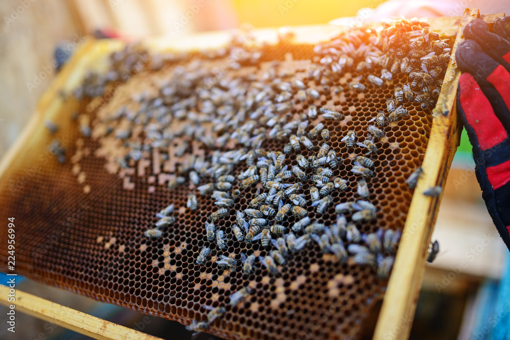 Beekeeper holding frame of honeycomb with bees Beekeeper holding frame of honeycomb with bees