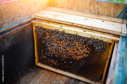 Beekeeper holding frame of honeycomb with bees