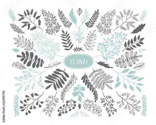 Collection of hand drawn leaves and branch. Doodle illustration for wedding decoration.