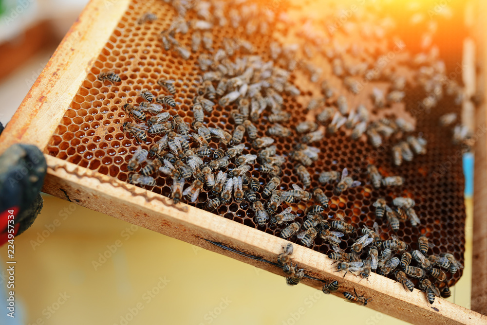 Beekeeper holding frame of honeycomb with bees Beekeeper holding frame of honeycomb with bees