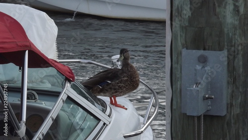 Mallard on Boat