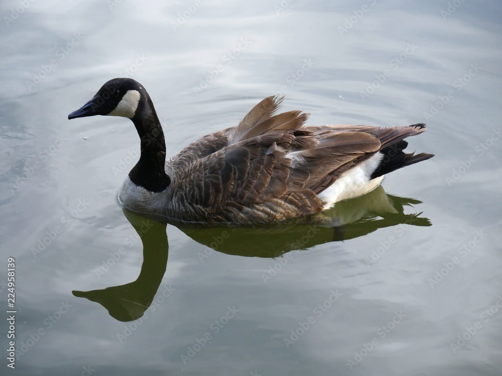 Fototapeta premium A duck swims in a pond, with its body reflected in the waters