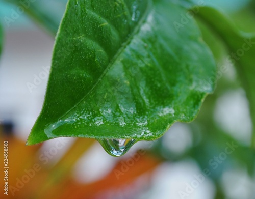 One drop of water about to fall off a leaf