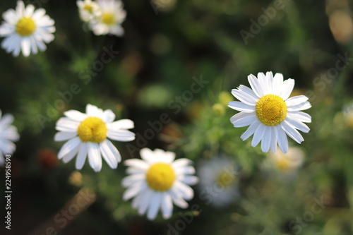Daisy flowers in the garden
