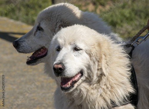 Maremma dogs