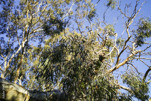 Looking up through branches against blue sky. Gum tree beside the Yarra River in afternoon sunlight photo