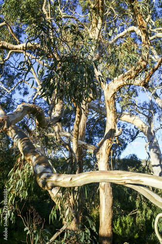Looking up through branches against blue sky. Gum tree beside the Yarra River in afternoon sunlight photo