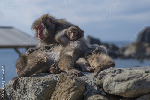 Macaque Monkey Family at the Beach