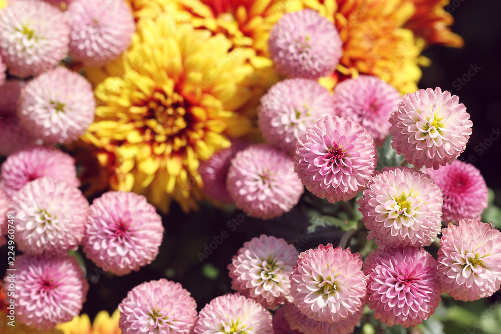 close up of pink chrysanthemum in autumn close up of pink chrysanthemum in autumn